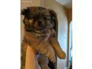 Pomeranian Puppy for sale in Firestone, CO, USA