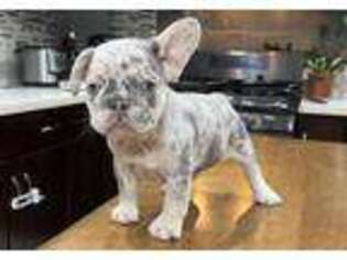 French Bulldog Puppy for sale in Upland, CA, USA