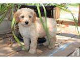 Labradoodle Puppy for sale in BEAUMONT, TX, USA