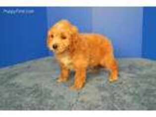 Goldendoodle Puppy for sale in Fountain Inn, SC, USA
