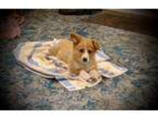 Pembroke Welsh Corgi Puppy for sale in Free Union, VA, USA