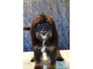Mutt Puppy for sale in Luana, IA, USA