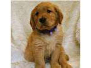 Golden Retriever Puppy for sale in Novi, MI, USA