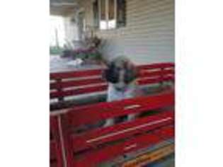 Mastiff Puppy for sale in Gordonville, PA, USA