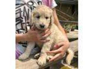 Goldendoodle Puppy for sale in Savanna, IL, USA