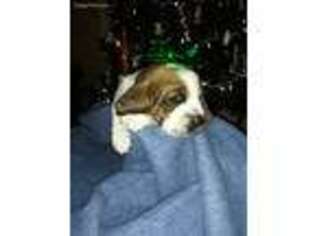 Basset Hound Puppy for sale in Bartlesville, OK, USA