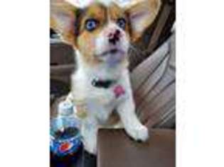 Pembroke Welsh Corgi Puppy for sale in Fort Dodge, IA, USA