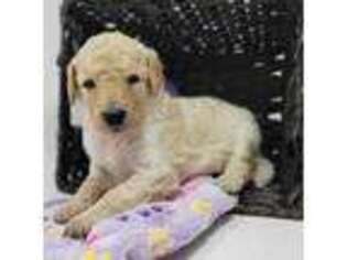 Goldendoodle Puppy for sale in Eugene, OR, USA