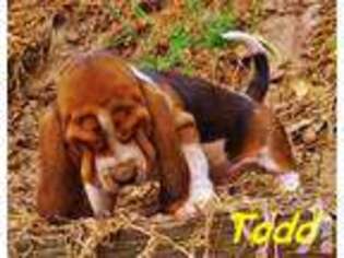 Basset Hound Puppy for sale in PASADENA, CA, USA