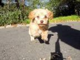 Cavapoo Puppy for sale in San Francisco, CA, USA