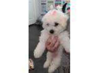 Bichon Frise Puppy for sale in Whitehouse, TX, USA