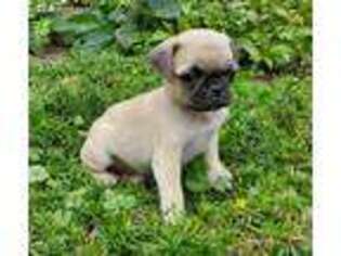 Pug Puppy for sale in Hillsville, VA, USA