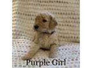 Goldendoodle Puppy for sale in Mclean, TX, USA