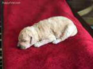 Goldendoodle Puppy for sale in Sparta, NC, USA