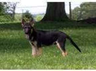 German Shepherd Dog Puppy for sale in Riegelsville, PA, USA