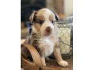 Miniature Australian Shepherd Puppy for sale in Greencastle, IN, USA