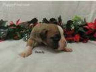 Boxer Puppy for sale in Harrington, DE, USA