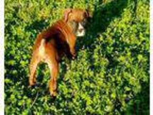 Boxer Puppy for sale in Pickens, SC, USA