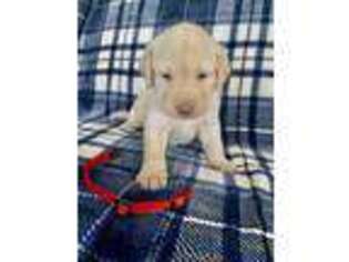 Labrador Retriever Puppy for sale in Renton, WA, USA
