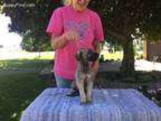 Irish Wolfhound Puppy for sale in Jeffers, MN, USA
