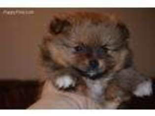 Pomeranian Puppy for sale in Dawson Springs, KY, USA