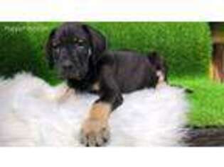 Great Dane Puppy for sale in Sapulpa, OK, USA