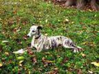 Whippet Puppy for sale in Sparta, TN, USA