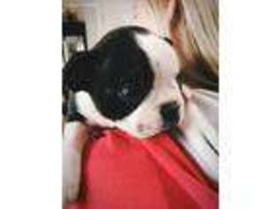 Boston Terrier Puppy for sale in Perryville, KY, USA
