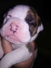 Olde English Bulldogge Puppy for sale in South Otselic, NY, USA