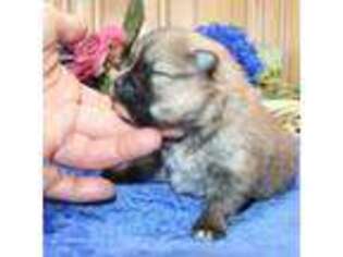Pomeranian Puppy for sale in Colville, WA, USA