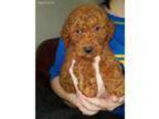 Goldendoodle Puppy for sale in Kiln, MS, USA