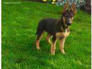 German Shepherd Dog Puppy for sale in New Providence, PA, USA