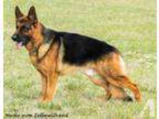 German Shepherd Dog Puppy for sale in LINDSBORG, KS, USA