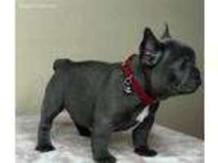 French Bulldog Puppy for sale in Lucasville, OH, USA