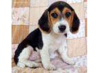 Beagle Puppy for sale in Caulfield, MO, USA