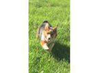 Pembroke Welsh Corgi Puppy for sale in Caro, MI, USA