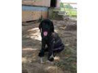Mastiff Puppy for sale in Crockett, TX, USA