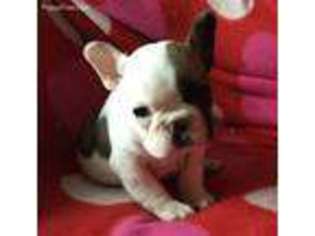 French Bulldog Puppy for sale in Decatur, MI, USA