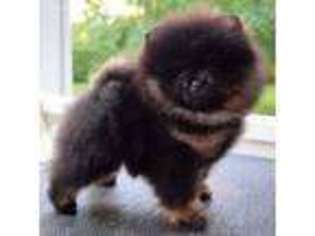 Pomeranian Puppy for sale in Belleville, MI, USA