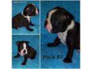 Boston Terrier Puppy for sale in Wilson, NC, USA