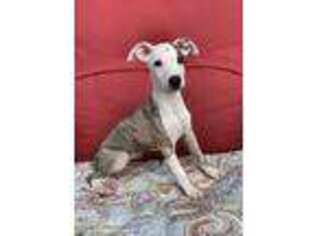 Whippet Puppy for sale in Windom, TX, USA