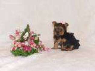 Yorkshire Terrier Puppy for sale in Warrensburg, MO, USA