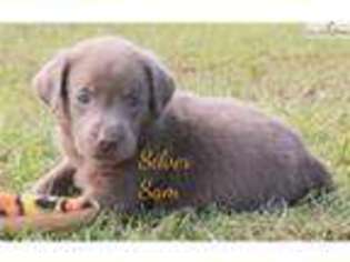 Labrador Retriever Puppy for sale in Hinesville, GA, USA