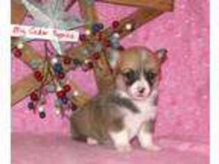 Pembroke Welsh Corgi Puppy for sale in Mount Pleasant, IA, USA