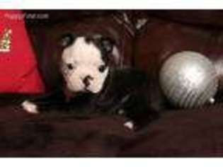 Boston Terrier Puppy for sale in Park City, KY, USA