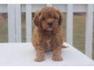 Cavapoo Puppy for sale in Bunker Hill, IN, USA