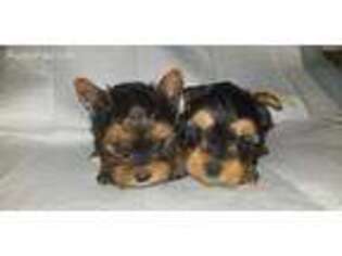 Yorkshire Terrier Puppy for sale in Stone Mountain, GA, USA