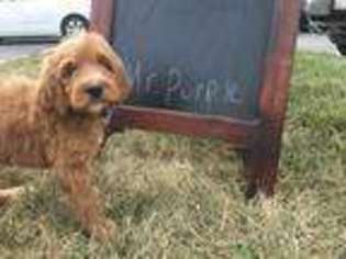 Mutt Puppy for sale in Williamstown, KY, USA