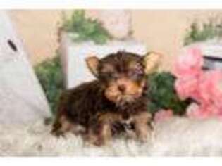 Yorkshire Terrier Puppy for sale in Warsaw, IN, USA