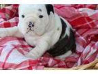 Olde English Bulldogge Puppy for sale in Lagrange, IN, USA